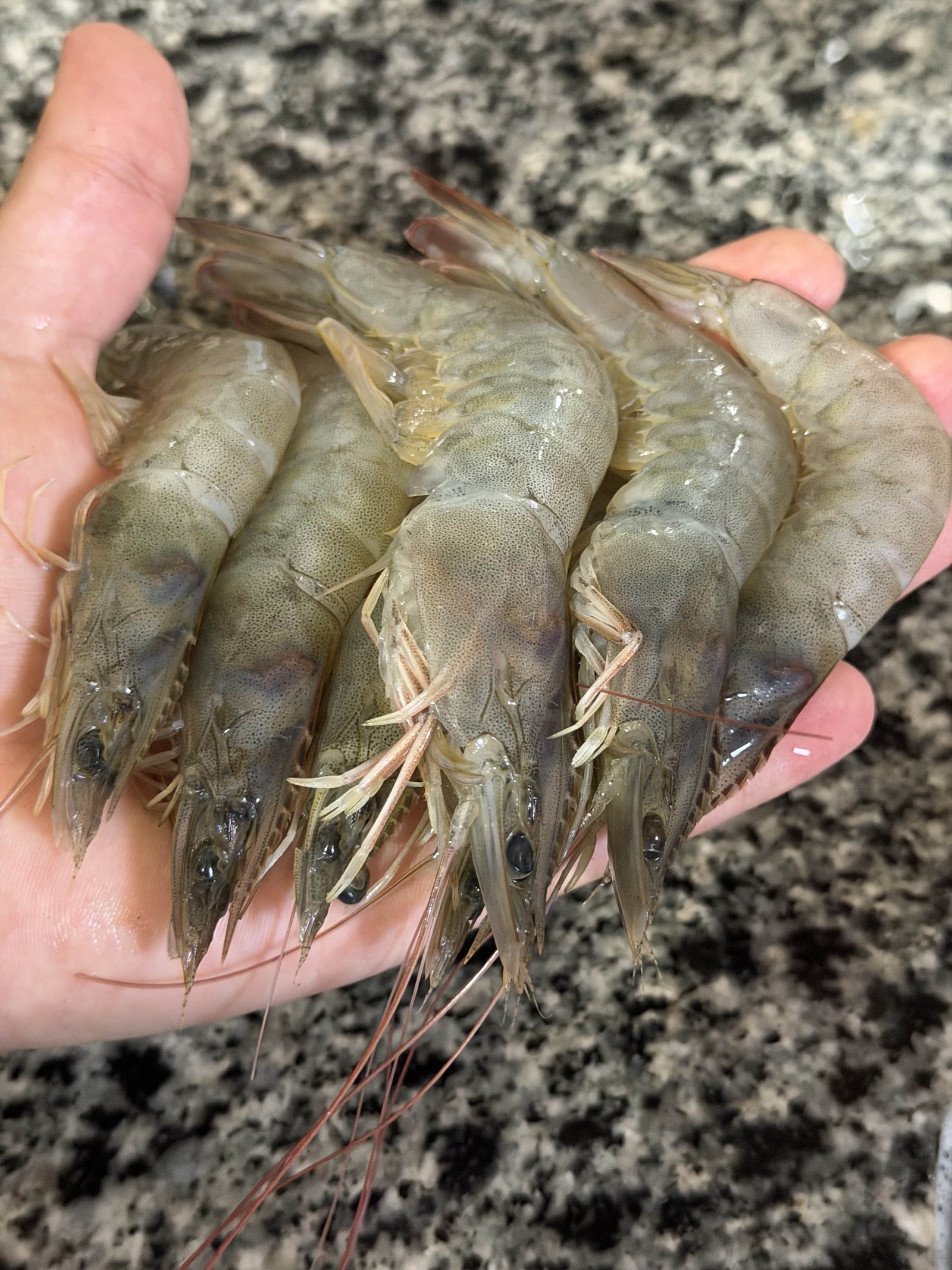 Fresh shrimp harvest at Ghalyoun